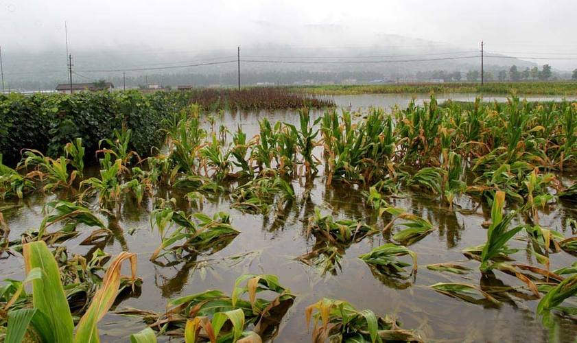 洪涝风雹等自然灾害频发农业生产损失惨重