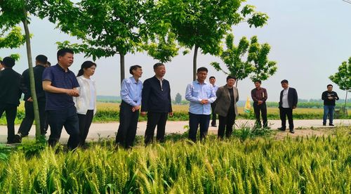 驻马店副市长刘晓文到遂平县和兴镇进行农业生产调研
